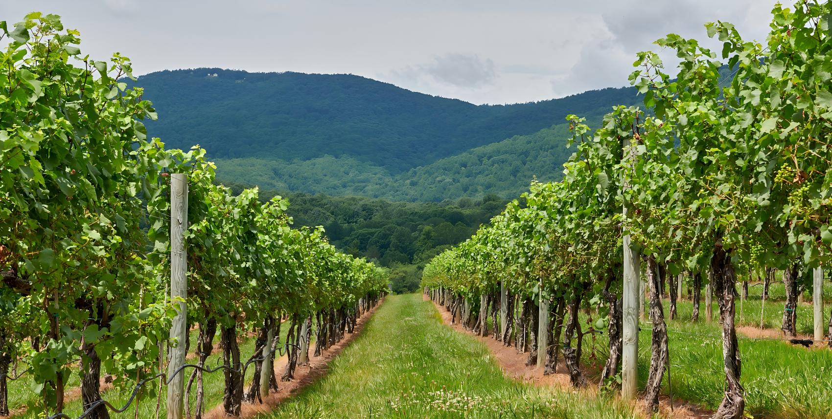 Orchards and vineyards