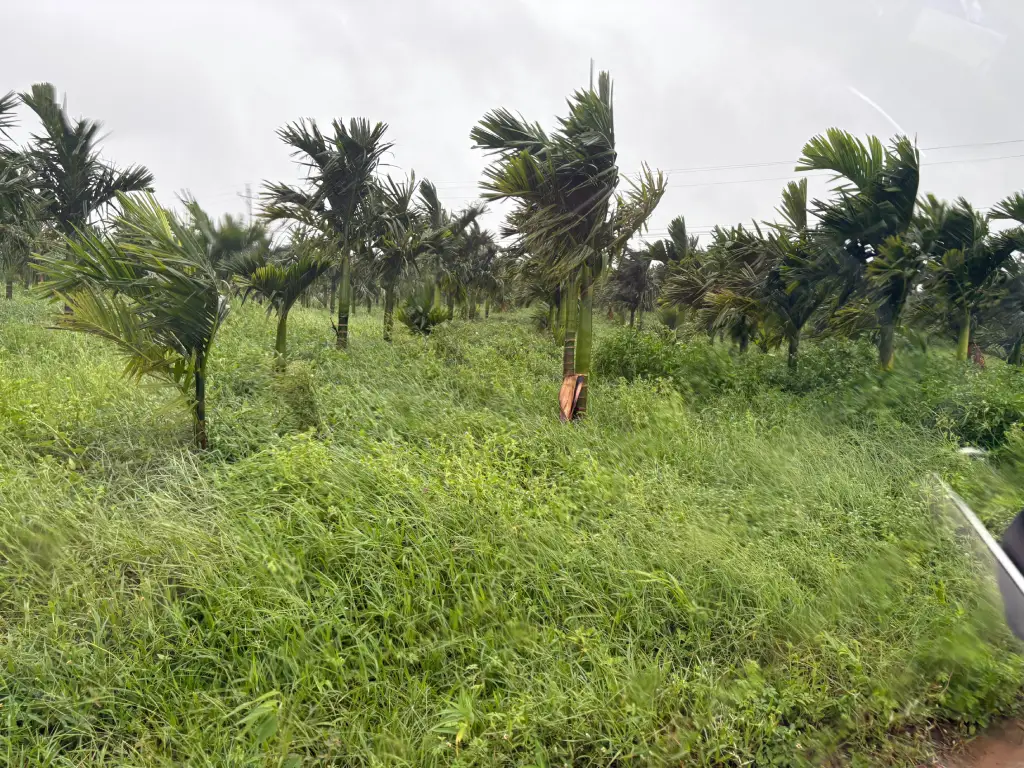 Betel Nut Plantations